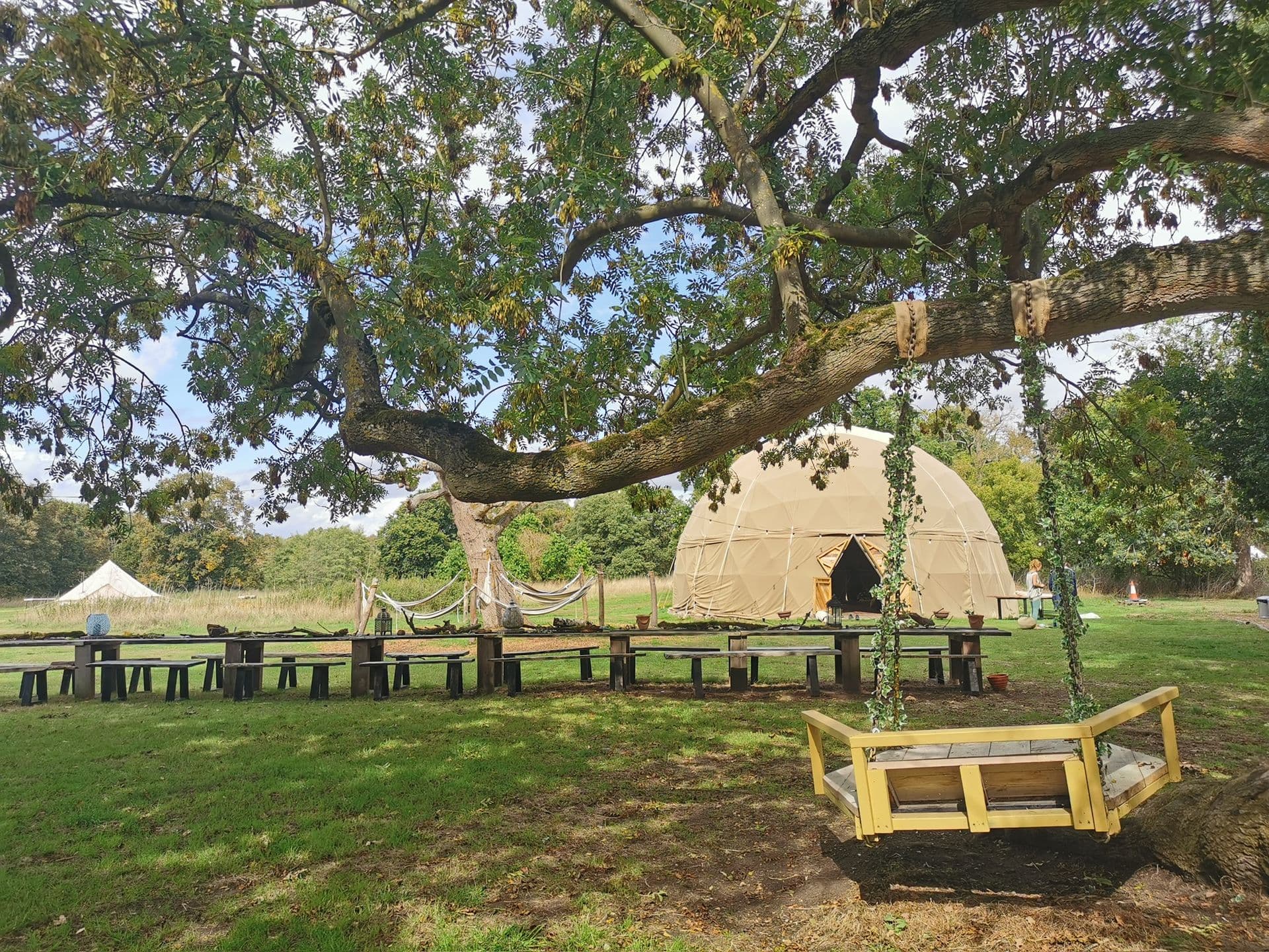 Magnificent oak tree with communal tables beneath, dappled sunlight